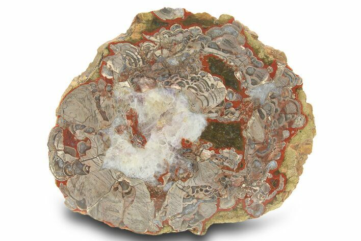 Polished Mushroom Jasper Section - Arizona #299293